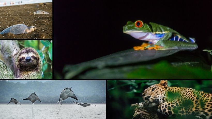 wildlife cover