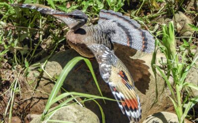 Sunbitterns: A Spectacular Sight to Seek in Costa Rica