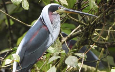 Pacuare Nature Preserve: Home to the Rarely Seen Agami Heron