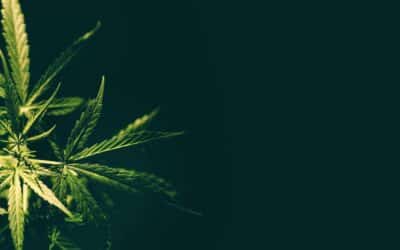 Legalizing Marijuana in Costa Rica