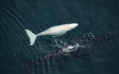 Rare Albino Whale in Costa Rica Draws Waves of Global Attention