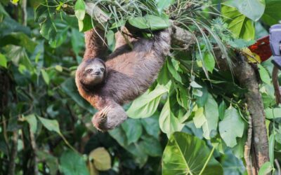 Celebrating Our Sloths on October 20th