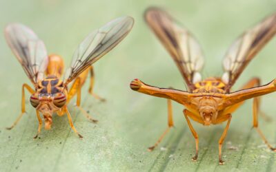 Up Close and Personal: Macro Photography Gems
