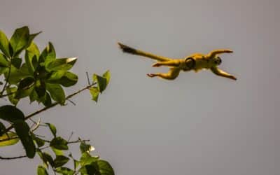 Monkeying Around In Costa Rica