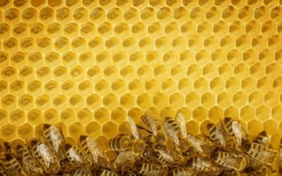 My Bee Farm Visit