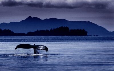 Our New War Against Whaling