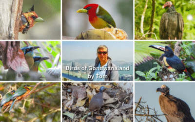 Birds of Gondwanaland?