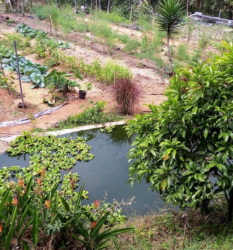 Pond