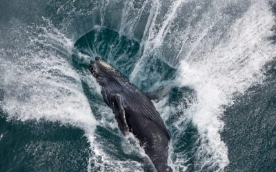 Whale Spotting on Many Bucket Lists