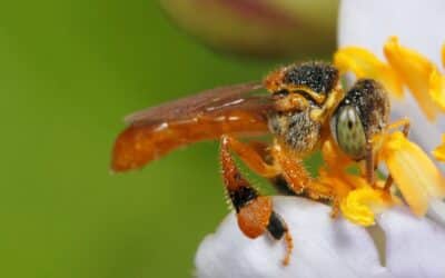 These Bees Don’t Sting
