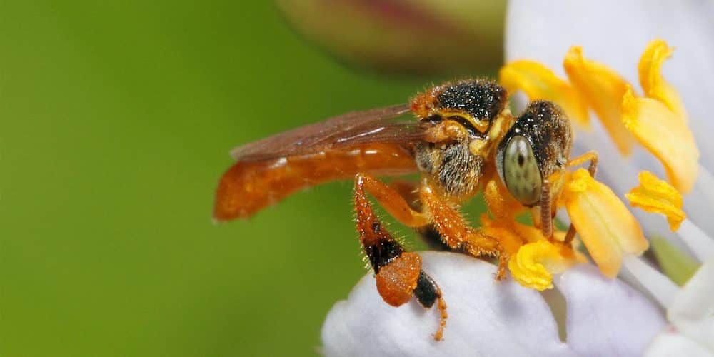 abeja-mariola-de-costa-rica61895f3646563