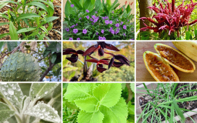 Plant ID Help, thriving herbs and gardening tips