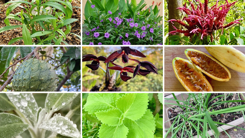 plants