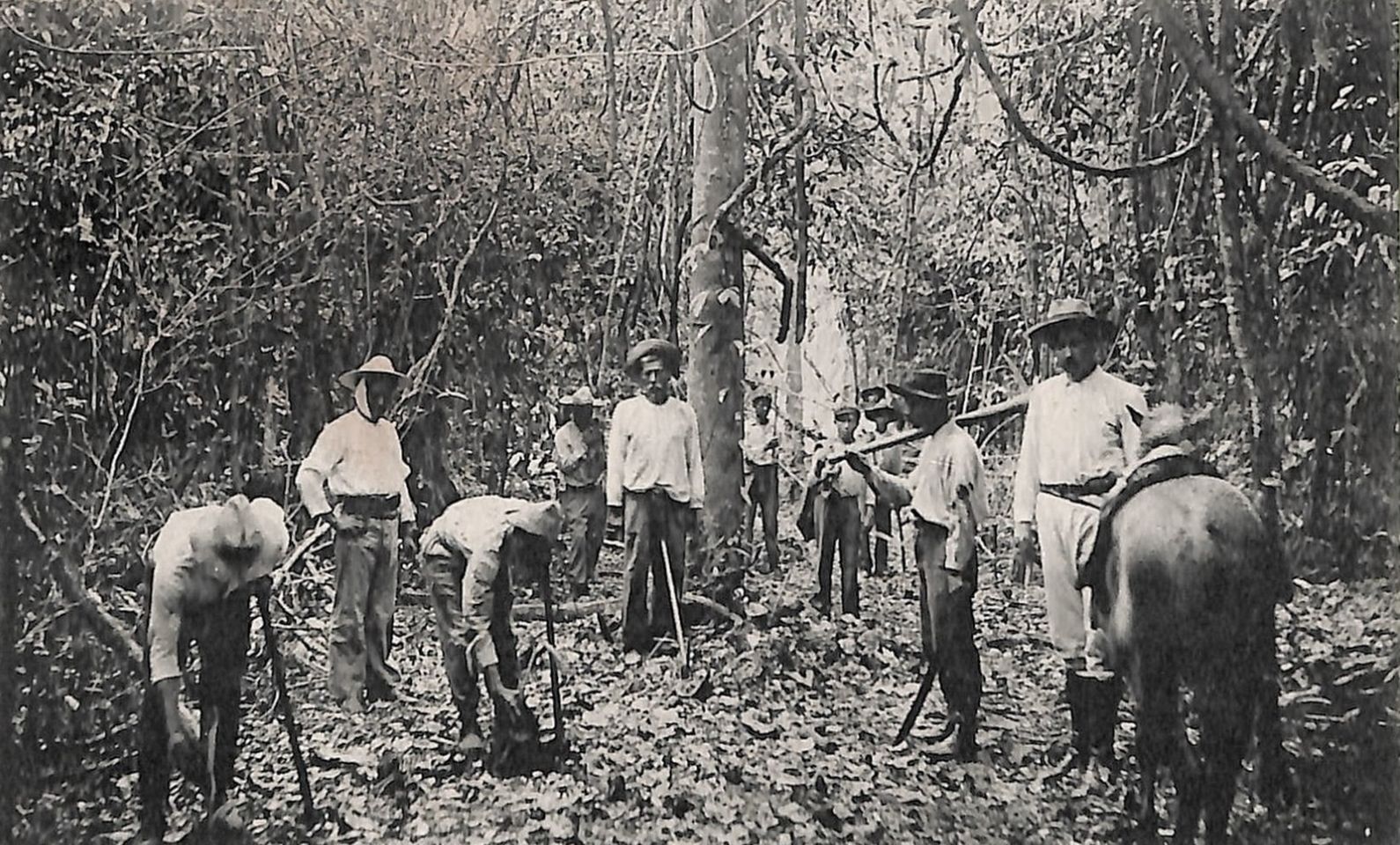 Limon 1913