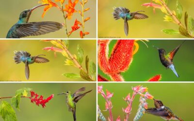 Tropical Flowers and Hummingbirds