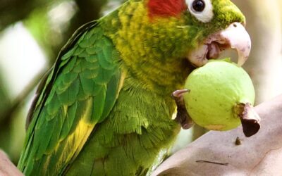 Fred’s Bird Adventures