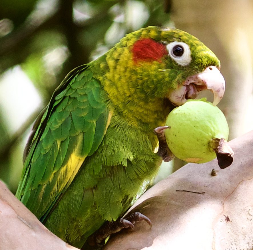 4V1A3532 Sulphur-winged parakeet