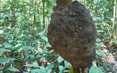 What’s that huge nest in the tree?