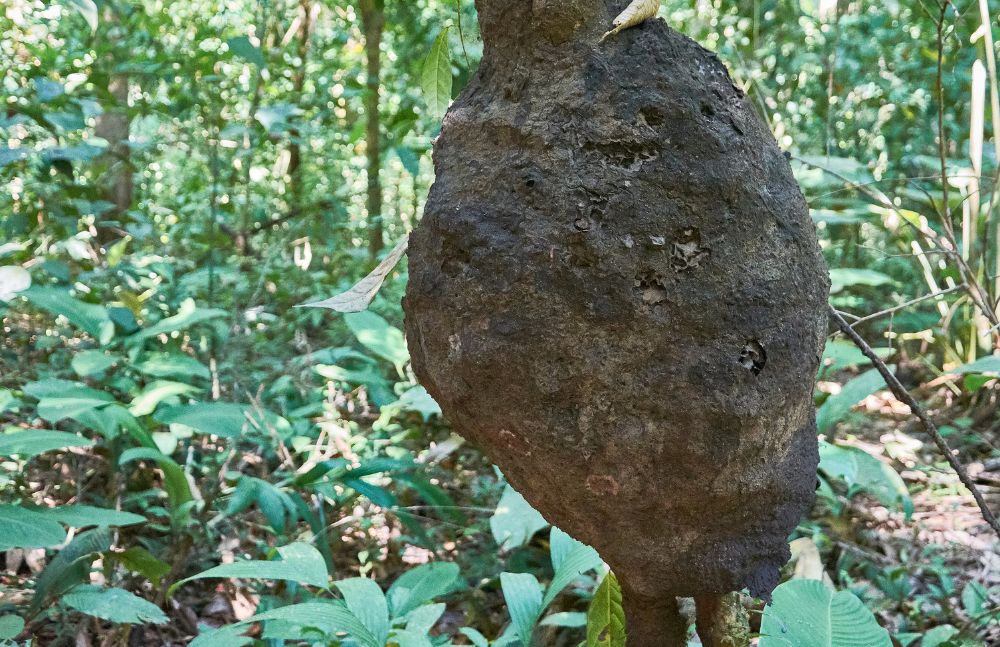 termite nest