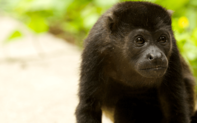 Howler Monkeys: Fascinating Creatures of Costa Rica’s Forests
