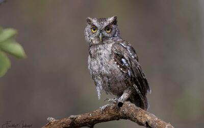 Pacific Screech Owl