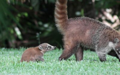 Coatis the Clowns of the Forest