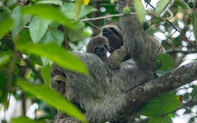 Sloth’s Poetic Serenity