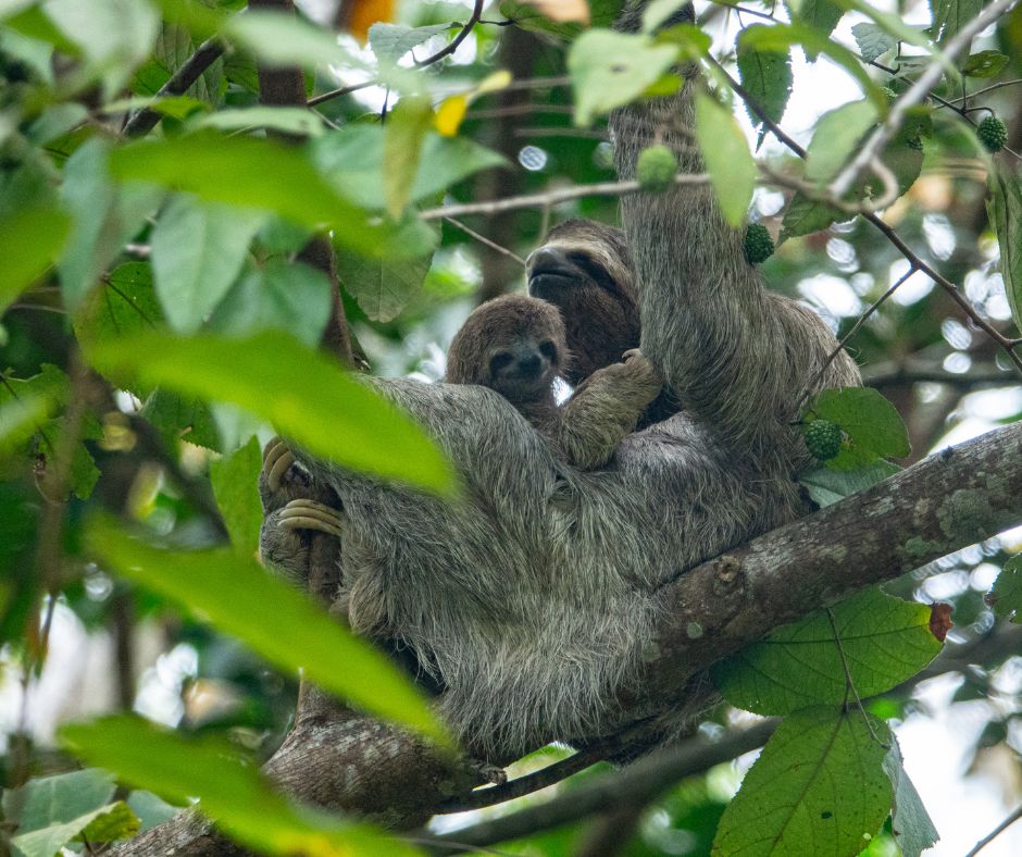 Untitled design (16) Mother Sloth and Baby