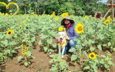 Surrounded by The Worlds Largest Sunflower Field