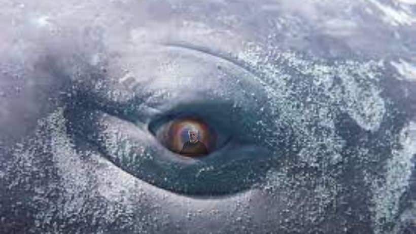 whale eye