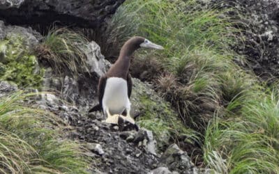 I Love Booby Birds – Fascinating Pelagic Birds | Costa Rica