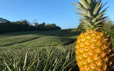 Leading Costa Rican Pineapple Exporter: Tropicales del Valle S.A.