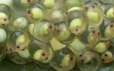Red-Eyed Tree Frog Embryos: Nature’s Marvels