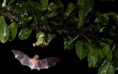 Pallas’ Long-Tongued Bat: A Fascinating Nectar-Loving Marvel of South and Central America