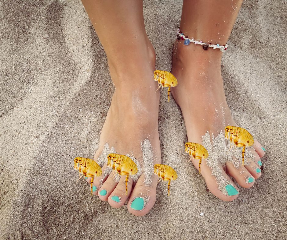 Untitled design (24) Sand Fleas biting your feet and ankles