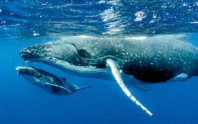 Costa Rica’s Whale-Watching Season: A Dance with Gentle Giants