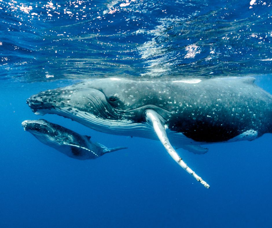 Mother Humpback and her calf off Uvita Whale Season in Costa Rica