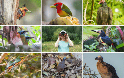 Costa Rica Birds Diversity: Exploring the Avian Beauty