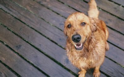 What Can the Rainy Season Mean for Your Pet?