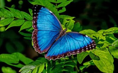 Unveiling the Elegance of the Blue Morpho Butterfly