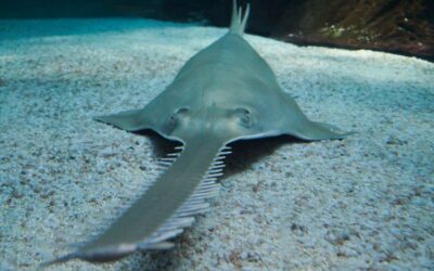 Safeguarding the Sanctuary: Sawfish Breeding in Costa Rica’s Guanacaste Region