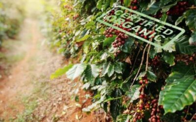 Organic Coffee! What’s the Big Deal?