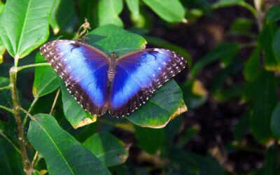 Dance of the Blue Morpho