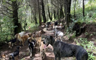 A Sanctuary of Joy: Territorio de Zaguates a Haven Filled with Joyous Barks