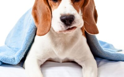 HOW DO I KNOW IF MY PET IS IN PAIN?