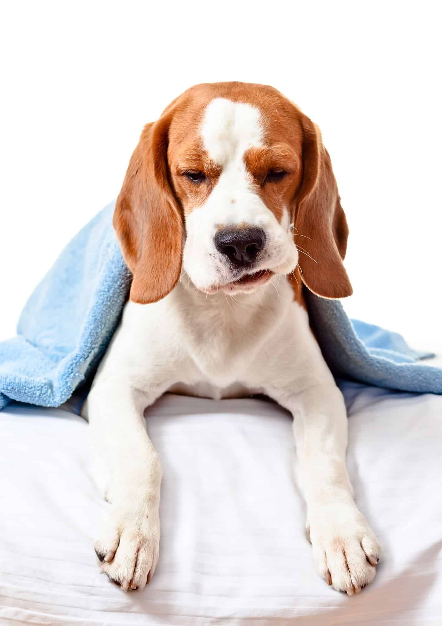 sick dog