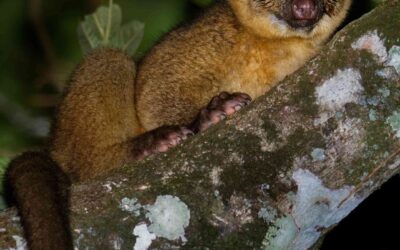 Swinging with Kinkajous: A Moonlit Journey in the Rainforest