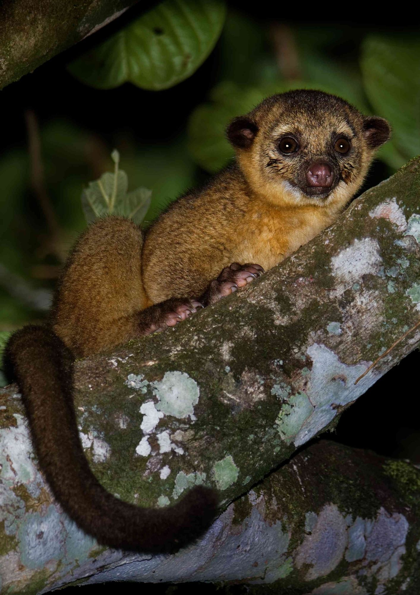 wildlife night