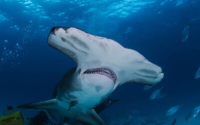 Scalloped Hammerhead Sharks of Costa Rica: Oceanic Treasures Facing Extinction