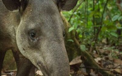 Discover the Baird’s Tapir: Costa Rica’s Elusive Jungle Guardian
